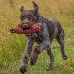 Dummy fasanprint 500 g